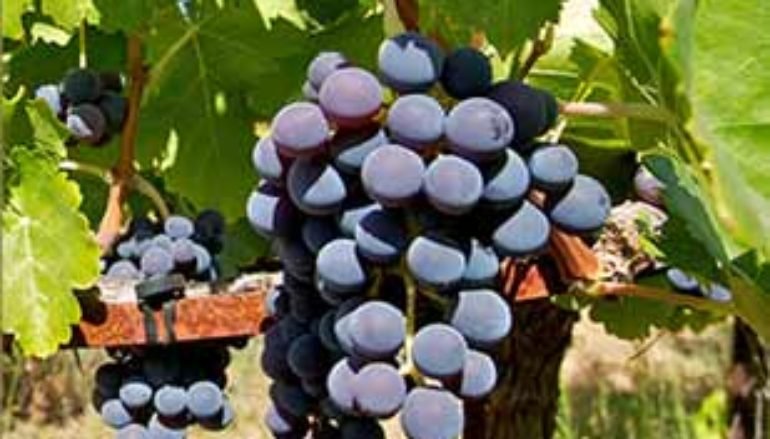 La Melonera, D.O Sierras de Málaga